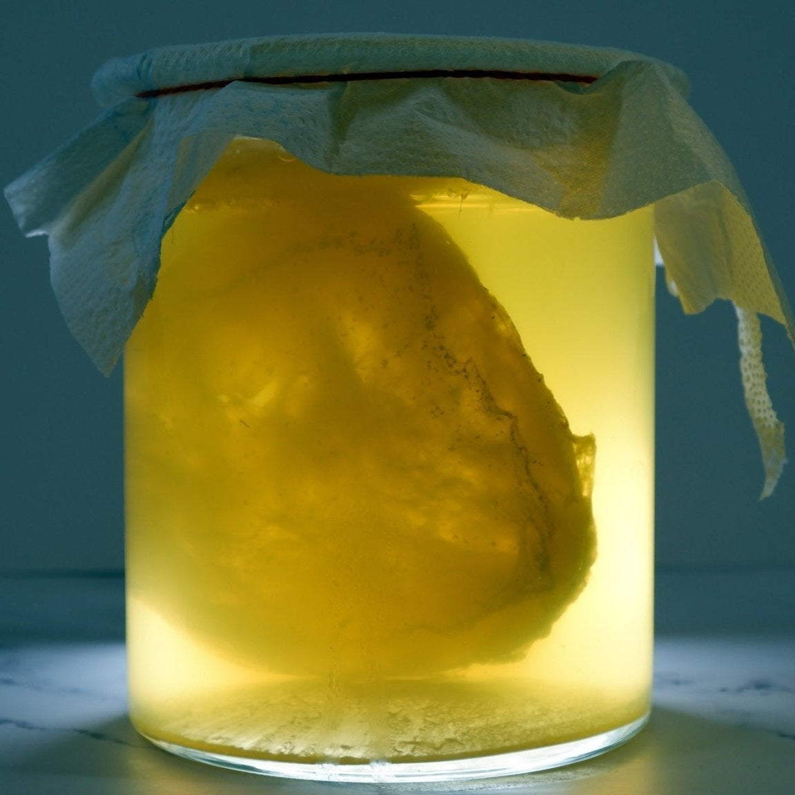 Kombucha Gomba - Kiváló minőségű - GUT2BE HungaryGut2beGUT2BE Hungary