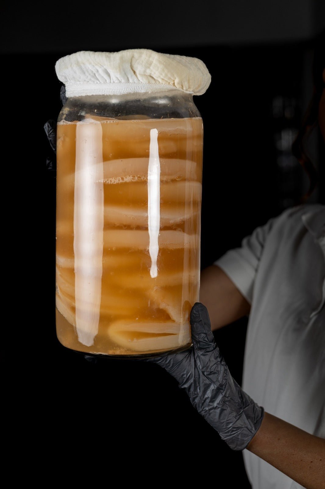 Kombucha Gomba - Kiváló minőségű - GUT2BE HungaryGut2beGUT2BE Hungary